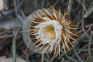 Only a blooming night flower Queen of the night. Selenicereus grandiflorus