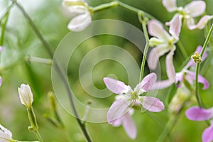 Blooming night-scented stock Matthiola longipetala