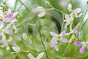 Blooming night-scented stock Matthiola longipetala