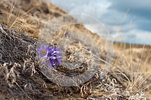 Blooming north desert