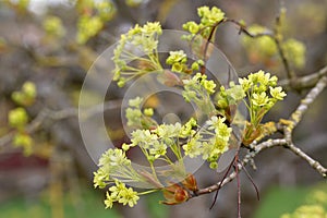 Blooming Norway Maple (Acer platanoides) - Detail