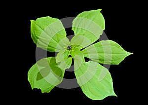 Blooming noxious herb Paris Paris hexaphylla