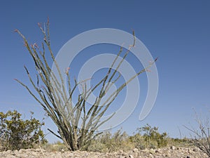 Blooming Ocotillo Cactus