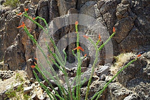 Blooming Ocotillo Cactus