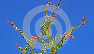 Blooming Ocotillo Cactus