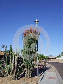 Cereus cacti and Blooming Ocotillo in Arizona Xeriscaping photo