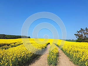 Blooming oilseed field with traktor track