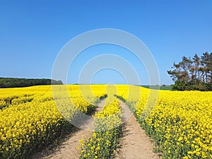 Blooming oilseed field with traktor track