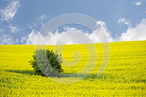 Blooming oilseed field with tree