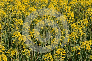 Blooming oilseed rape field in spring