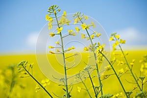 Blooming oilseed on yellow.