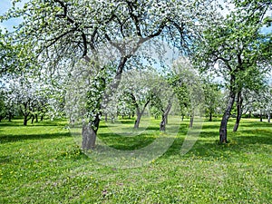 Blooming old apple tree garden on spring day