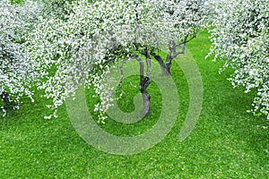 Blooming old apple trees in the garden. aerial photo
