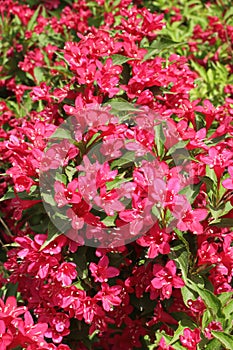 Blooming Oldfashioned Weigela