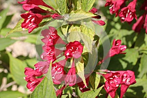 Blooming Oldfashioned Weigela