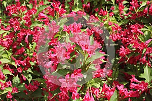 Blooming Oldfashioned Weigela