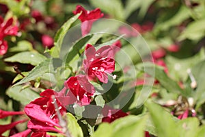 Blooming Oldfashioned Weigela photo