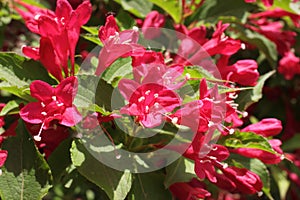 Blooming Oldfashioned Weigela photo