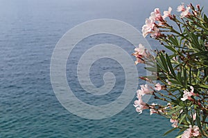 Blooming oleander bush with pink flowers against the blue sea