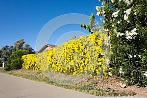 Blooming Oleander and Dolichandra unguis-cati in a Colorful Hedge, Phoenix, AZ photo