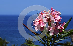 Blooming Oleander with pink flowers Oleander Nerium on a blue ocean water and sky background.