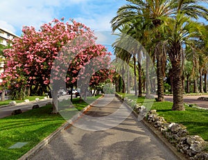 Blooming oleanders on the Croisette photo