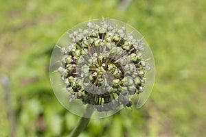 blooming onion flower head in the garden. Agricultural background. Green onions. Spring onions or Sibies. Summertime