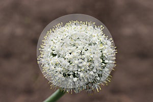 Blooming onion garden plant