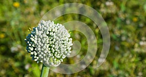 Blooming onion plant agains a blurred natural background