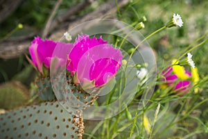 Blooming Opuntia basilaris (the Beavertail Cactus),found in southwest United States (Mojave Desert, Anza-Borrego Desert State Park