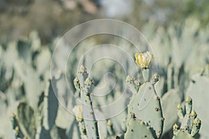 Blooming Opuntia humifusa cactus also known as Eastern prickly pear