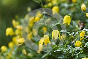 .Blooming oragne clematis flowers in garden