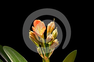 Blooming orange Amaryllis flower