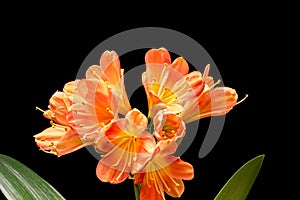 Blooming orange Amaryllis flower