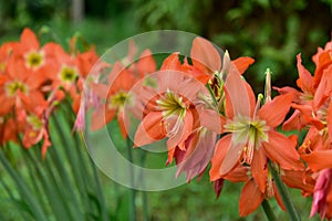 Blooming Orange Amaryllis flower under the sunsign