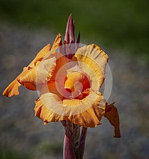 Blooming Orange Bearded Iris Flower