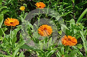 Blooming orange calendula lat. Calendula officinalis in the summer garden