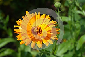 Blooming orange Calendula officinalis in the garden close-up