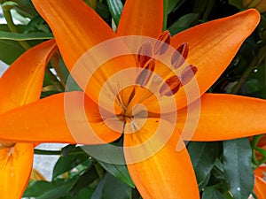 Blooming orange color Lily with red velvet pollen, close up