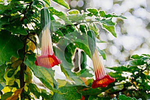 Blooming orange Datura or Angel trumpet