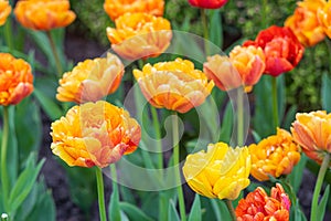 Blooming orange Double Beauty of Apeldoorn tulips flowers in garden, field.