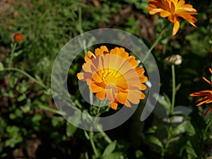 Blooming orange flower of calendula officinalis on a Sunny summer day. Many orange petals of the medicinal plant.