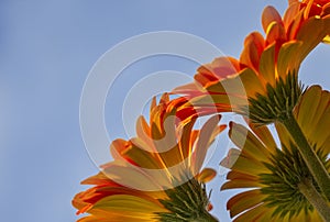 Blooming Orange Gerber Daisies on a Soft Blue Background