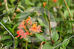 blooming orange ground rooting orchid