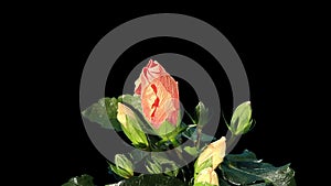 Blooming orange Hibiscus flower buds ALPHA matte,