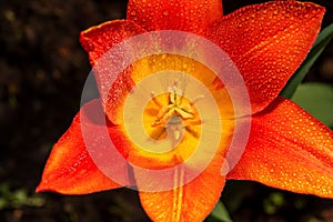 Blooming orange lilies with water drops