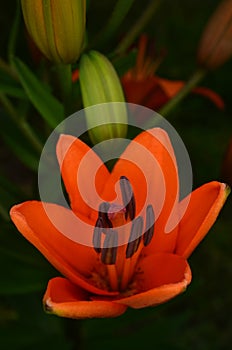 Blooming orange Lily flower and buds