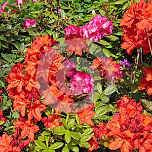 Blooming orange rhododentron in spring