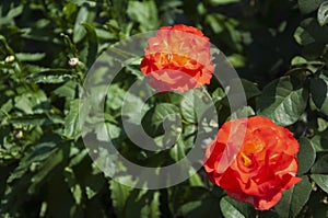 Blooming orange rose bush