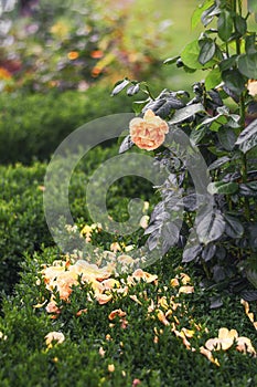 Blooming orange rose bush in a garden